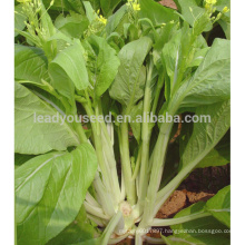 PK23 The no.3 white pakchoi shum seeds, different types of pakchoi seeds for sale